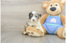 Energetic Aussie Poo Poodle Mix Puppy
