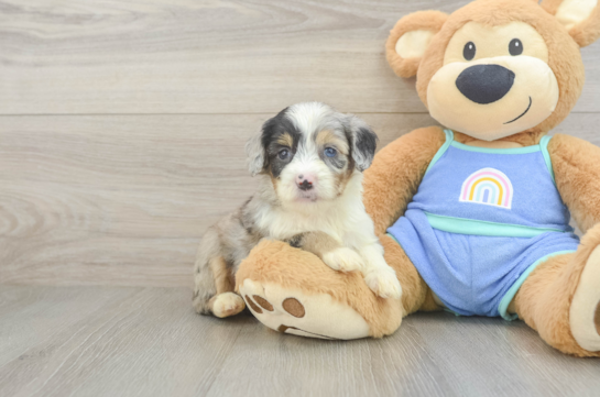 Energetic Aussie Poo Poodle Mix Puppy