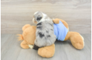 Mini Aussiedoodle Puppy for Adoption