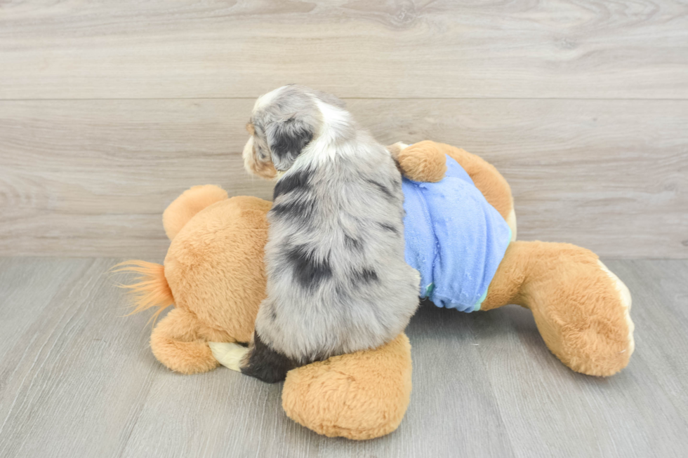 Mini Aussiedoodle Puppy for Adoption