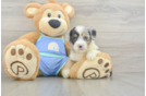 Mini Aussiedoodle Pup Being Cute