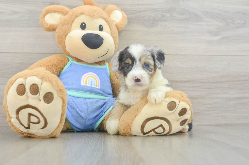 Mini Aussiedoodle Pup Being Cute