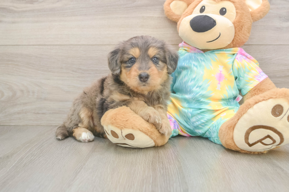 5 week old Mini Aussiedoodle Puppy For Sale - Premier Pups