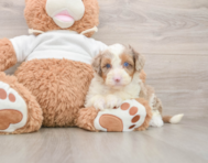7 week old Mini Aussiedoodle Puppy For Sale - Premier Pups