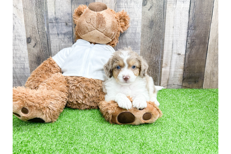 Friendly Mini Aussiedoodle Baby