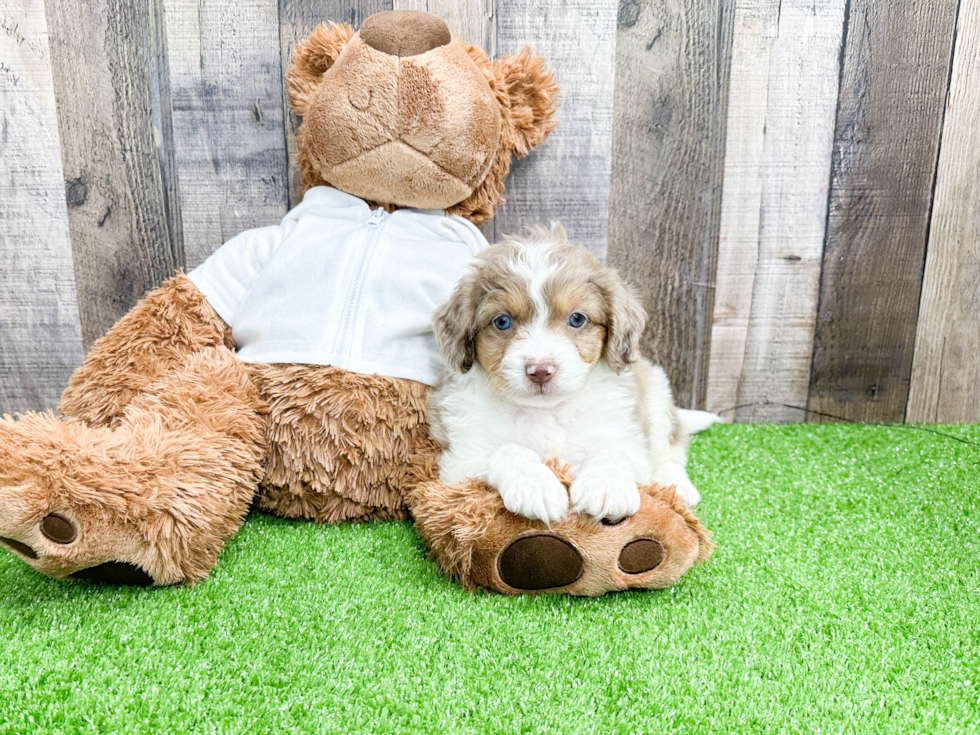 Friendly Mini Aussiedoodle Baby