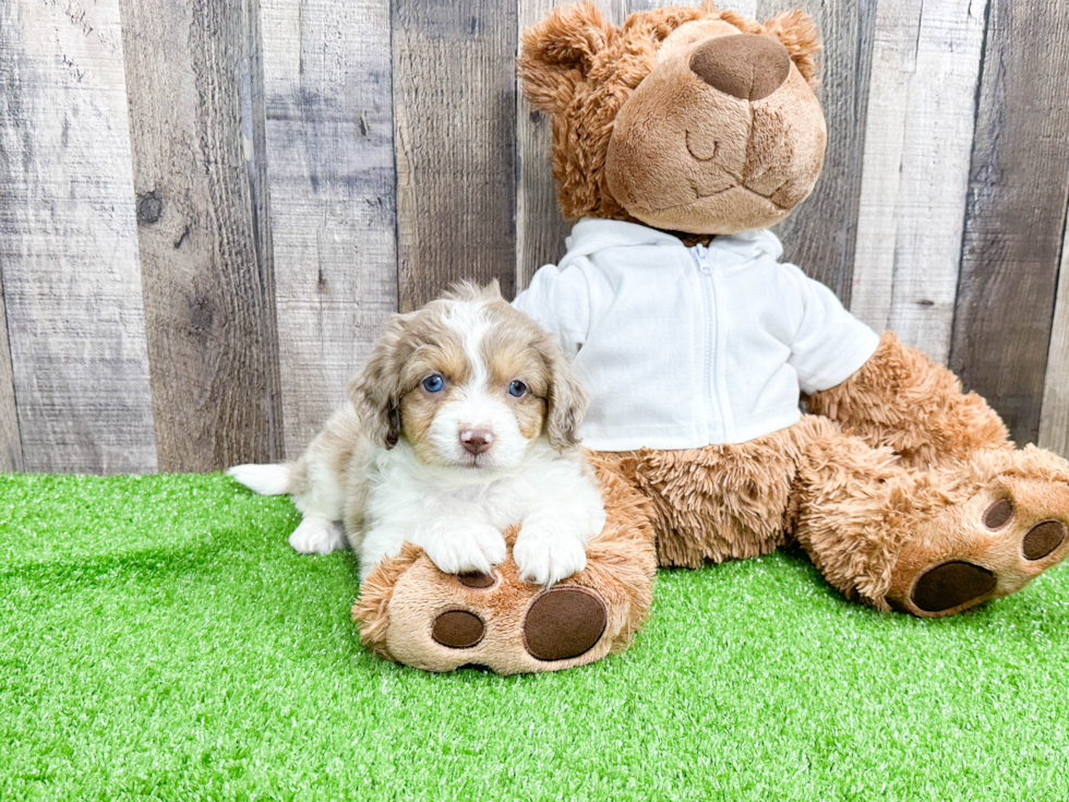 Energetic Aussiepoo Poodle Mix Puppy