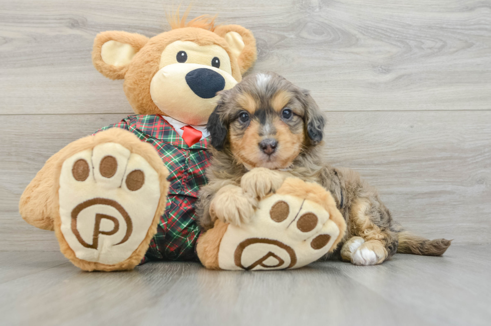 5 week old Mini Aussiedoodle Puppy For Sale - Premier Pups