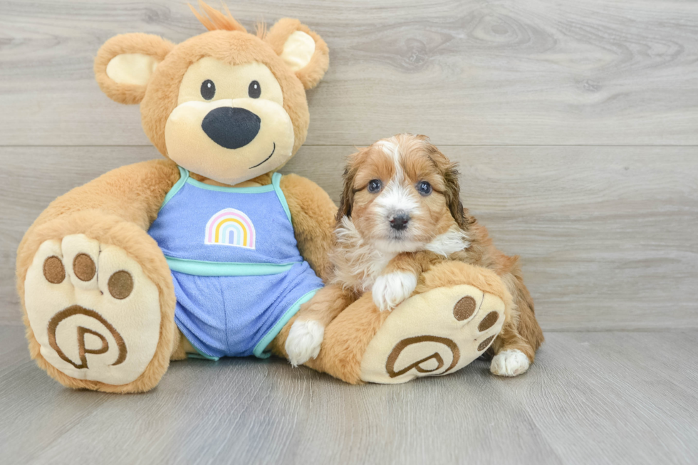 Funny Mini Aussiedoodle Poodle Mix Pup