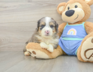 7 week old Mini Aussiedoodle Puppy For Sale - Premier Pups