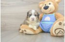 Mini Aussiedoodle Pup Being Cute