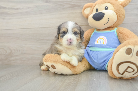 Mini Aussiedoodle Pup Being Cute