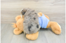 Funny Mini Aussiedoodle Poodle Mix Pup