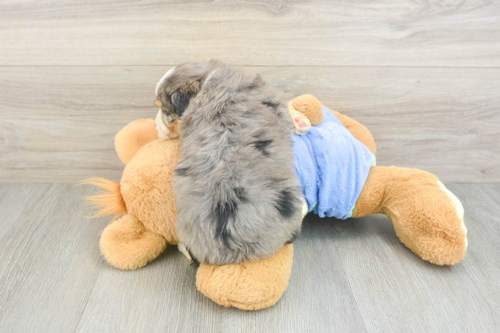 Funny Mini Aussiedoodle Poodle Mix Pup