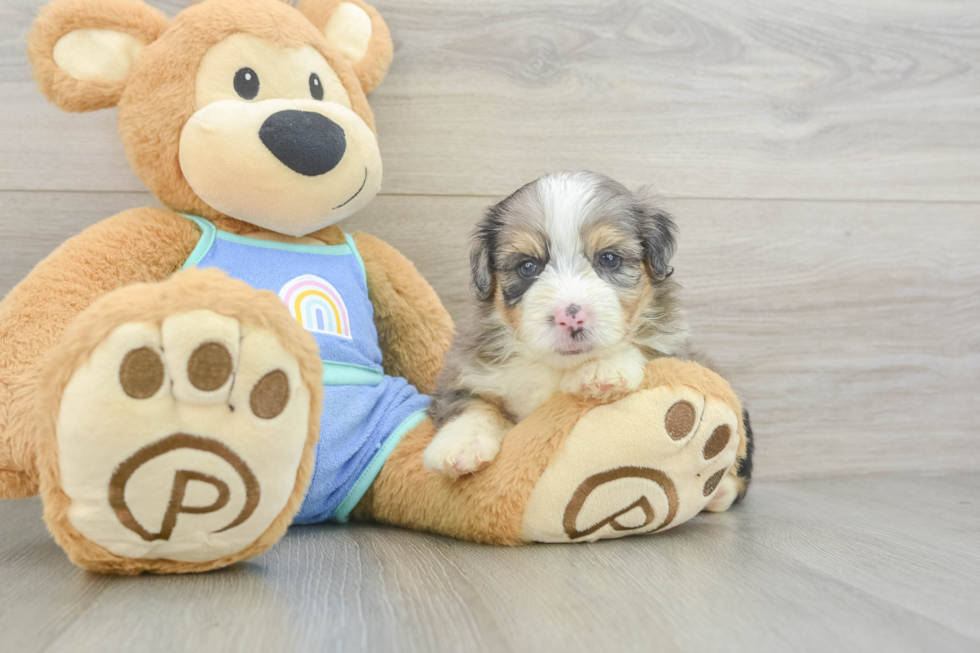 Hypoallergenic Aussiepoo Poodle Mix Puppy