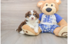 Best Mini Aussiedoodle Baby