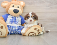 8 week old Mini Aussiedoodle Puppy For Sale - Premier Pups
