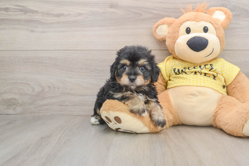 Little Aussiepoo Poodle Mix Puppy