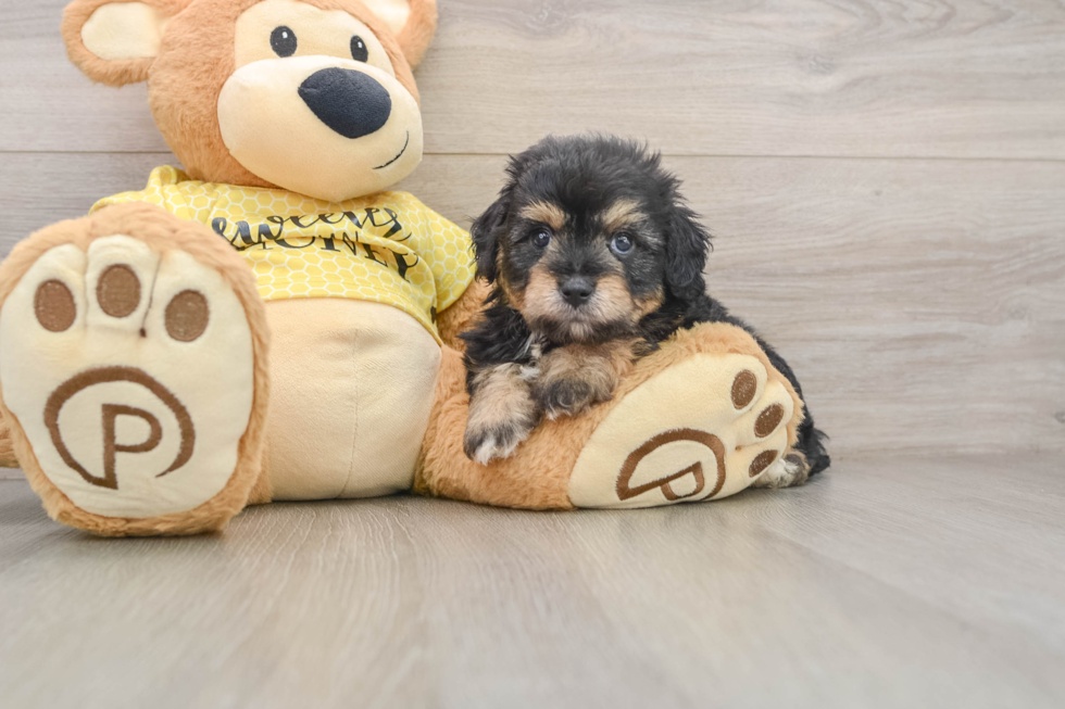 Mini Aussiedoodle Puppy for Adoption