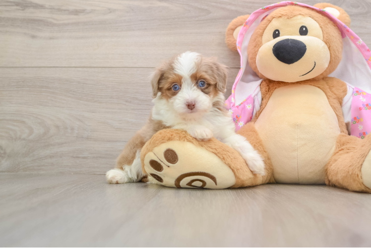 Mini Aussiedoodle Puppy for Adoption
