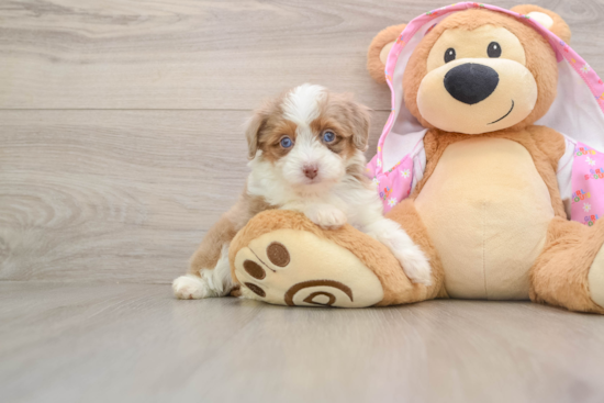 Mini Aussiedoodle Puppy for Adoption