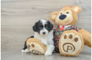 Mini Aussiedoodle Puppy for Adoption