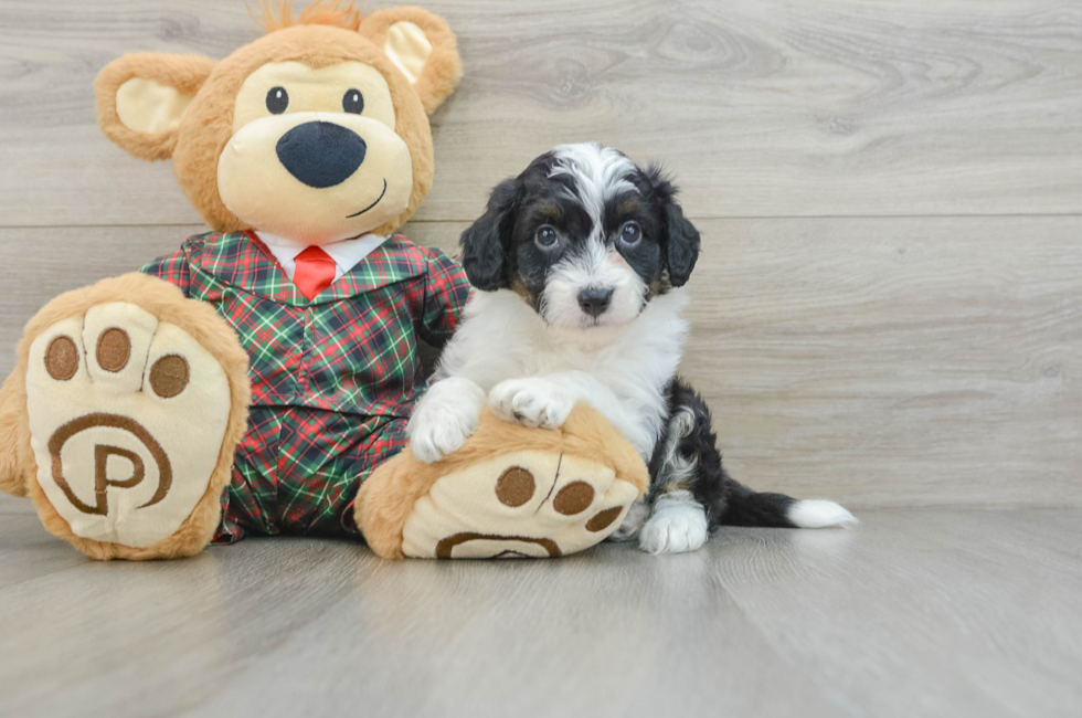 5 week old Mini Aussiedoodle Puppy For Sale - Premier Pups