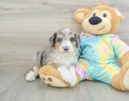 7 week old Mini Aussiedoodle Puppy For Sale - Premier Pups