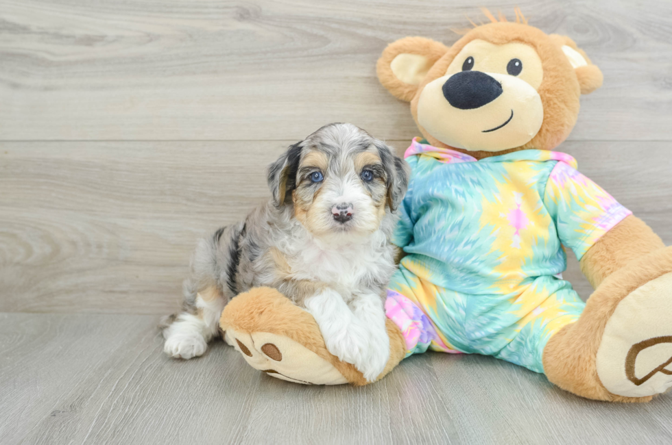 7 week old Mini Aussiedoodle Puppy For Sale - Premier Pups