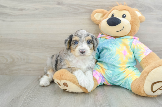 Best Mini Aussiedoodle Baby