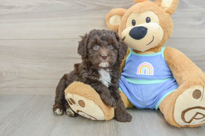 Meet Braden - our Mini Aussiedoodle Puppy Photo 1/3 - Premier Pups