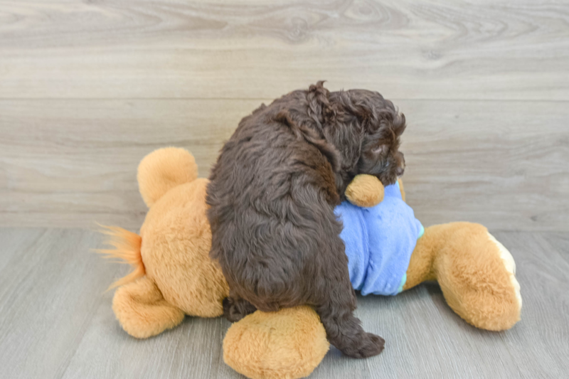 Meet Braden - our Mini Aussiedoodle Puppy Photo 2/3 - Premier Pups