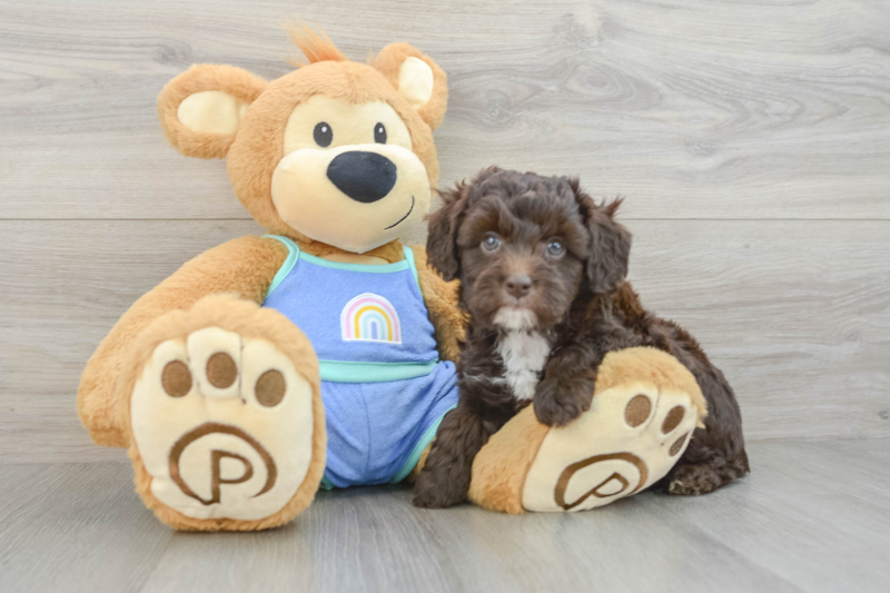 Meet Braden - our Mini Aussiedoodle Puppy Photo 3/3 - Premier Pups