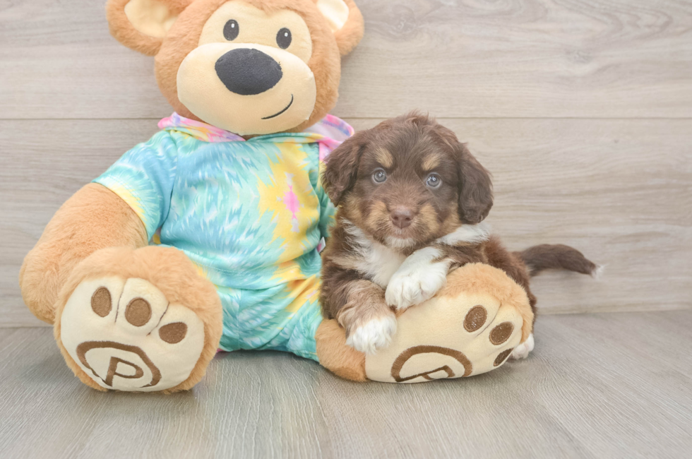 5 week old Mini Aussiedoodle Puppy For Sale - Premier Pups
