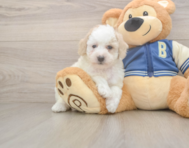 7 week old Mini Aussiedoodle Puppy For Sale - Premier Pups