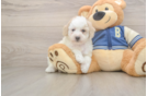 Mini Aussiedoodle Puppy for Adoption