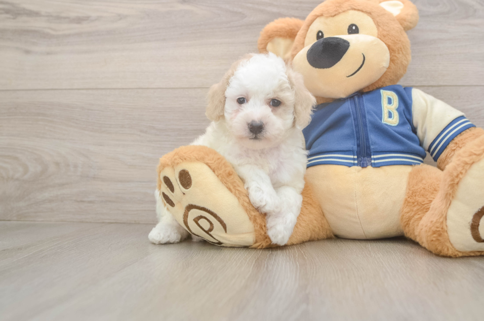 5 week old Mini Aussiedoodle Puppy For Sale - Premier Pups
