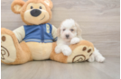 Best Mini Aussiedoodle Baby