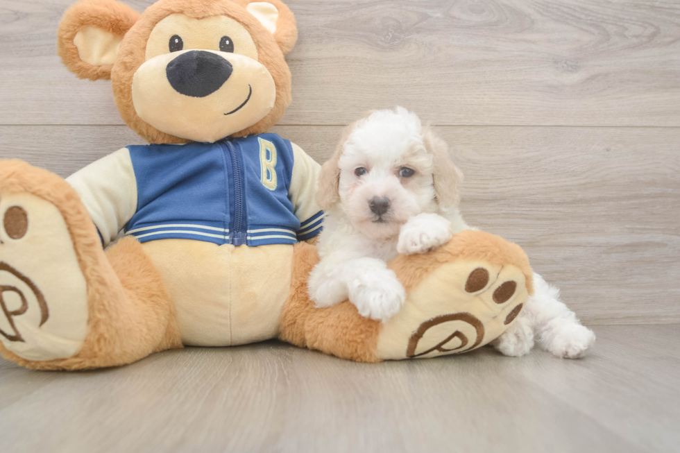 Best Mini Aussiedoodle Baby