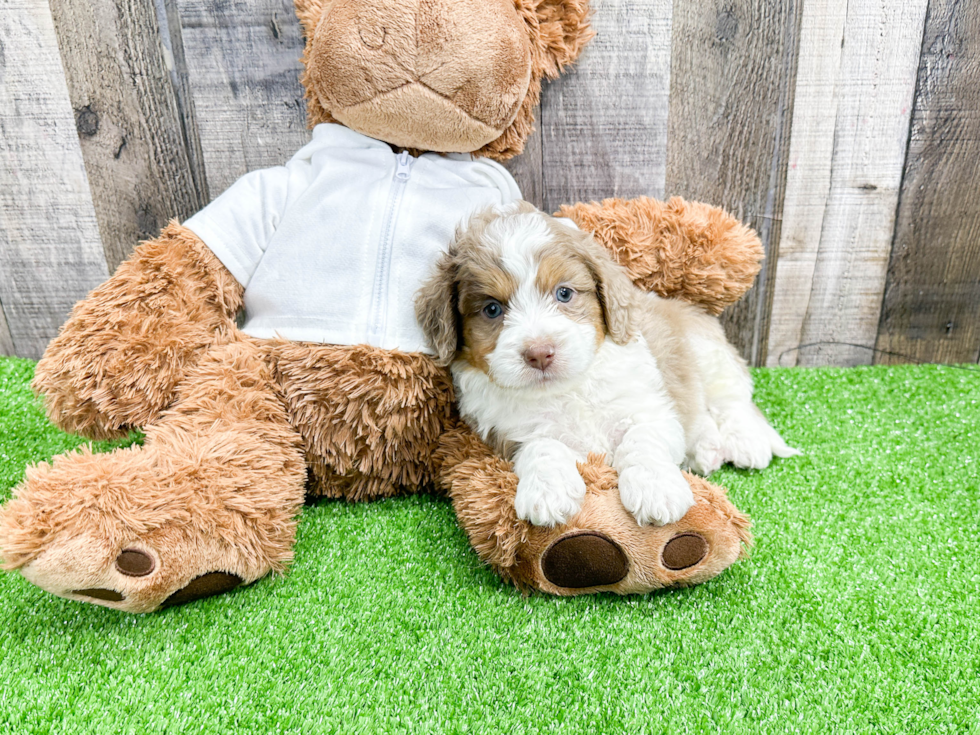 Happy Mini Aussiedoodle Baby