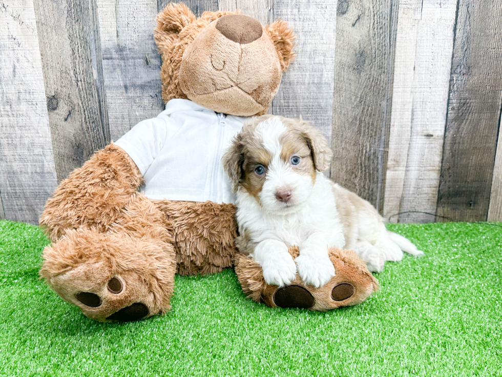 Best Mini Aussiedoodle Baby