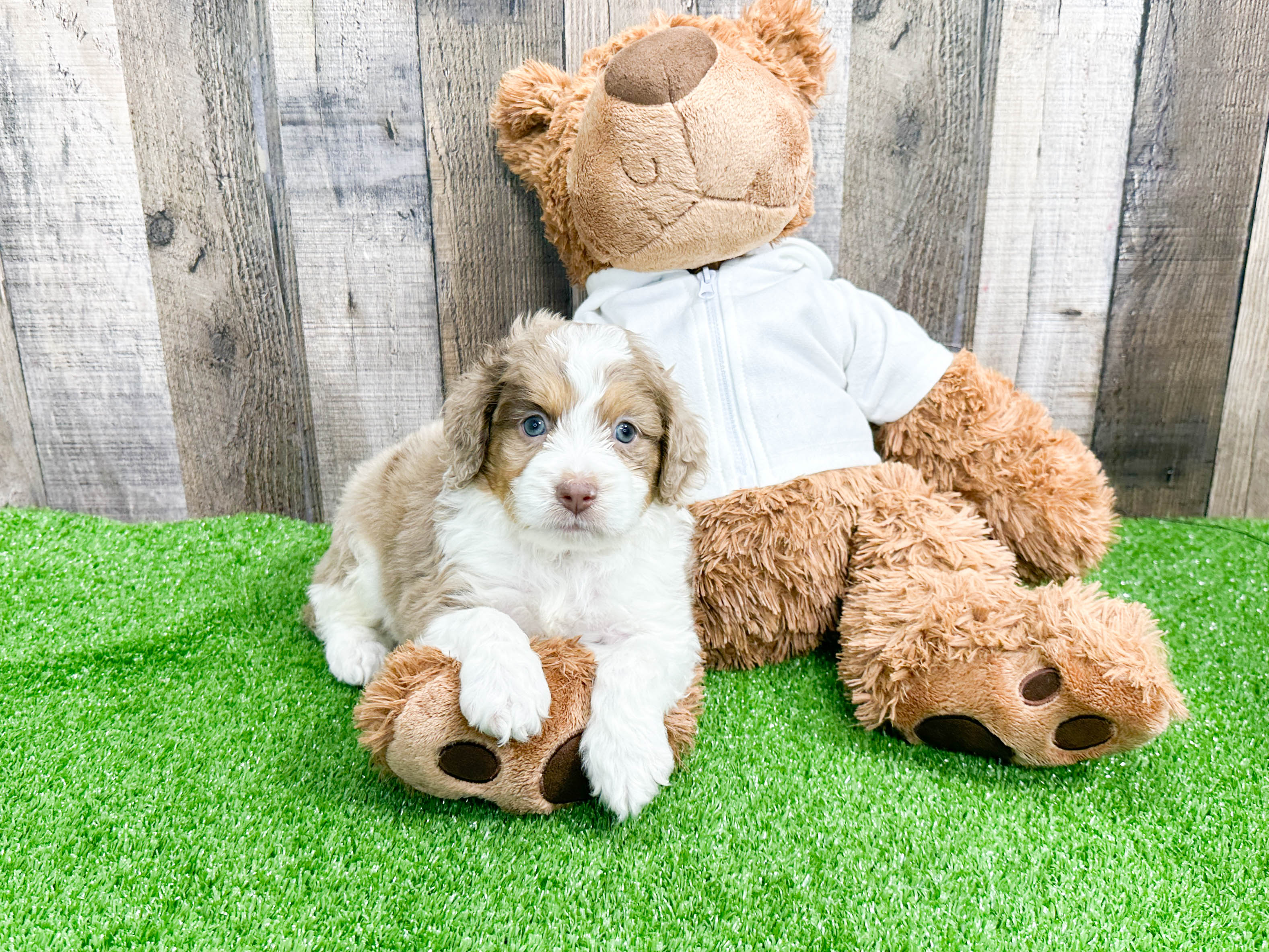 Australian shops shepherd poodle puppy