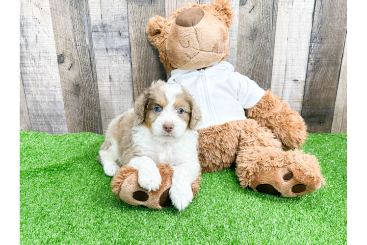 Adorable Aussiepoo Poodle Mix Puppy