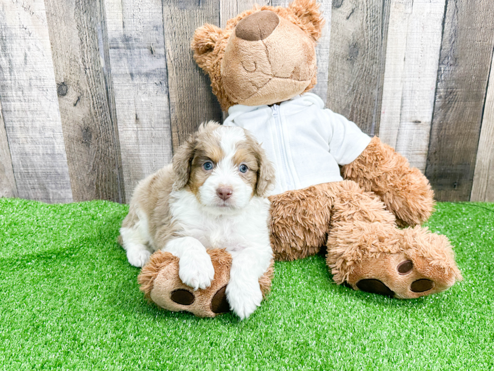 Adorable Aussiepoo Poodle Mix Puppy