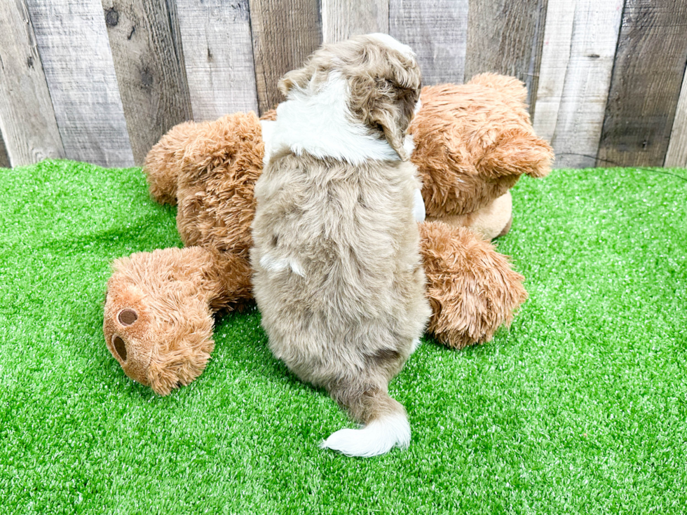 Petite Mini Aussiedoodle Poodle Mix Pup