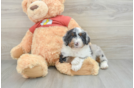 Mini Aussiedoodle Puppy for Adoption