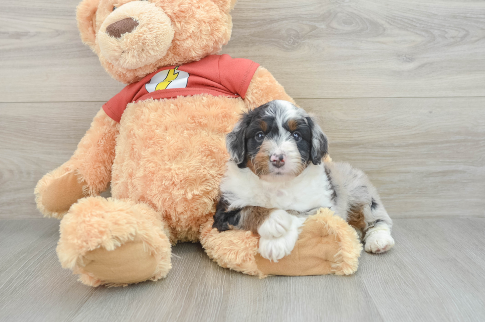 7 week old Mini Aussiedoodle Puppy For Sale - Premier Pups