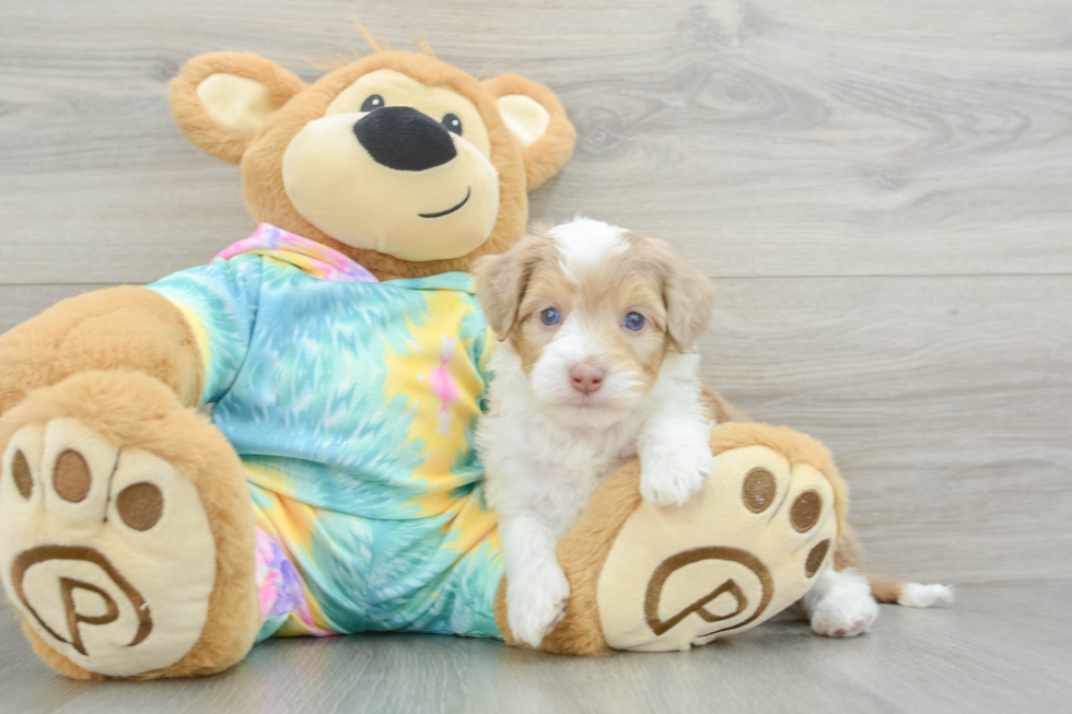 Sweet Mini Aussiedoodle Baby