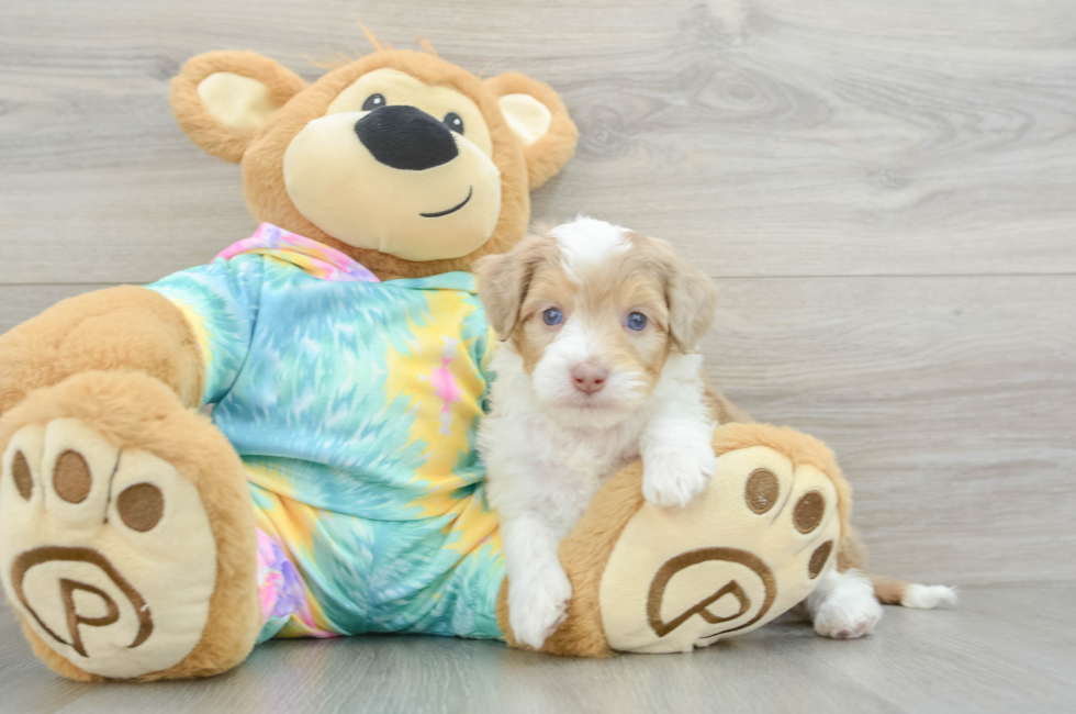 5 week old Mini Aussiedoodle Puppy For Sale - Premier Pups