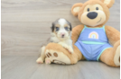Mini Aussiedoodle Pup Being Cute